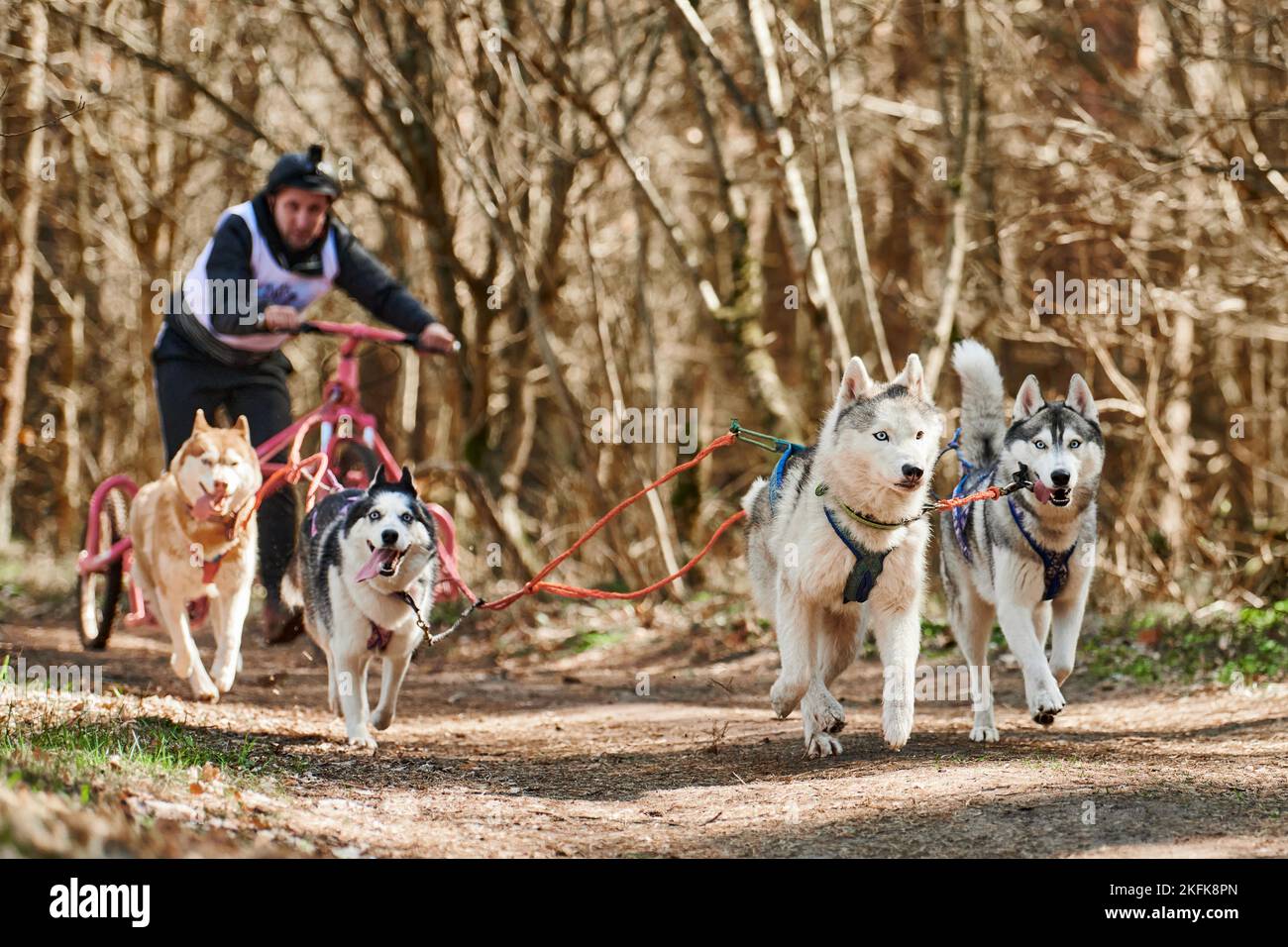 Svetly, Russie - 04.17.2022 - Male musher roule sur un chariot à trois  roues avec quatre chiens de traîneau Husky sibériens dans un harnais sur  une terre sèche de la forêt d'automne,