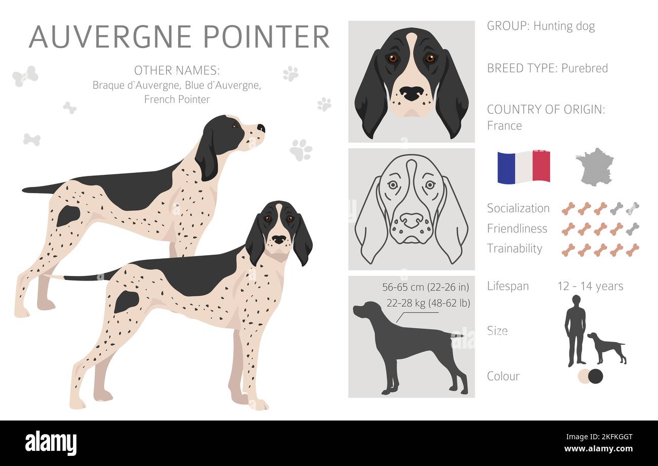Cliquez sur le pointeur Auvergne. Différentes poses, couleurs de couche définies. Illustration vectorielle Illustration de Vecteur