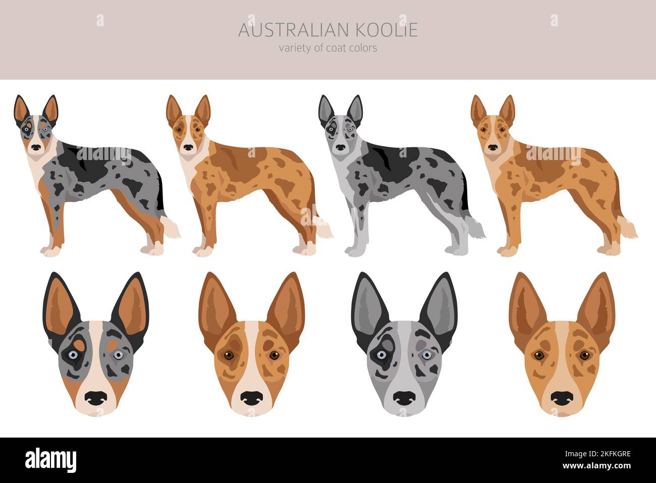 Falaise de koolie australienne. Différentes poses, couleurs de couche définies. Illustration vectorielle Illustration de Vecteur