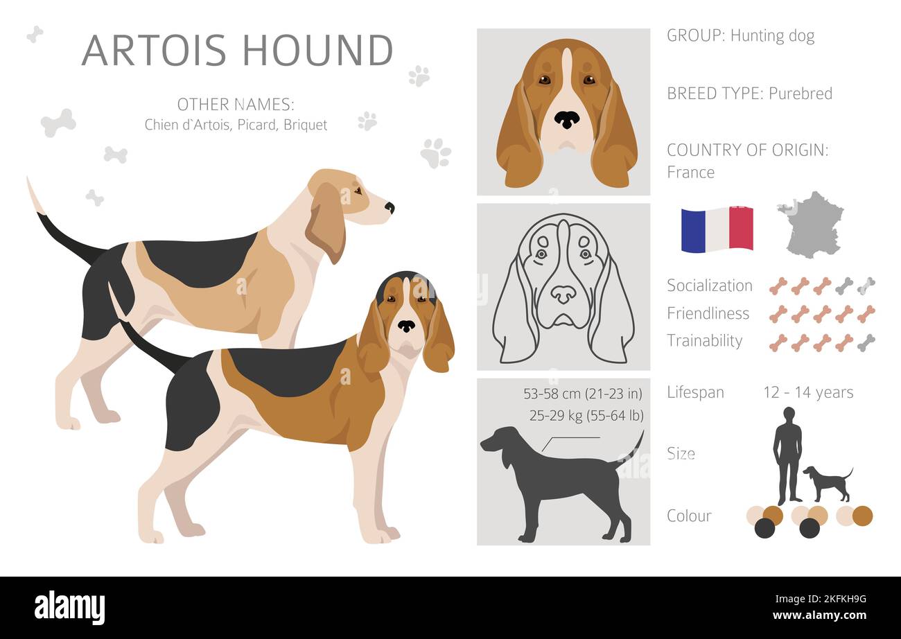 Chien d'Artois. Différentes poses, couleurs de couche définies. Illustration vectorielle Illustration de Vecteur