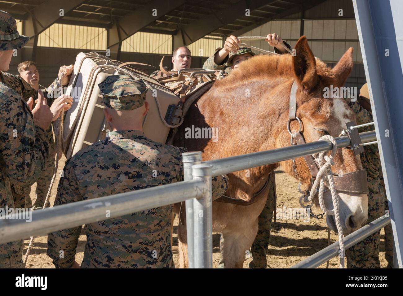 U.S. Marines avec 8th Engineer support Battalion, 2nd Marine Logistics Group, charger une mule avec de l'équipement pendant l'exercice de montagne (MTX) 1-23 à MCMWTC, Bridgeport, Californie, 23 septembre 2022. Le but du cours de l’emballeur d’animaux est d’enseigner au personnel les compétences nécessaires pour lui permettre de charger et d’entretenir des animaux de compagnie pour des applications militaires dans des environnements éloignés et dangereux, comme outil de guerre irrégulière. Banque D'Images