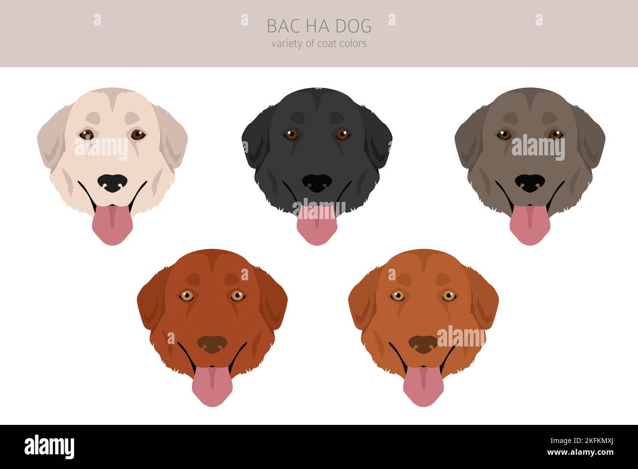 Bac Ha chien toutes les couleurs clipart. Différentes couleurs de pelage et poses. Illustration vectorielle Illustration de Vecteur