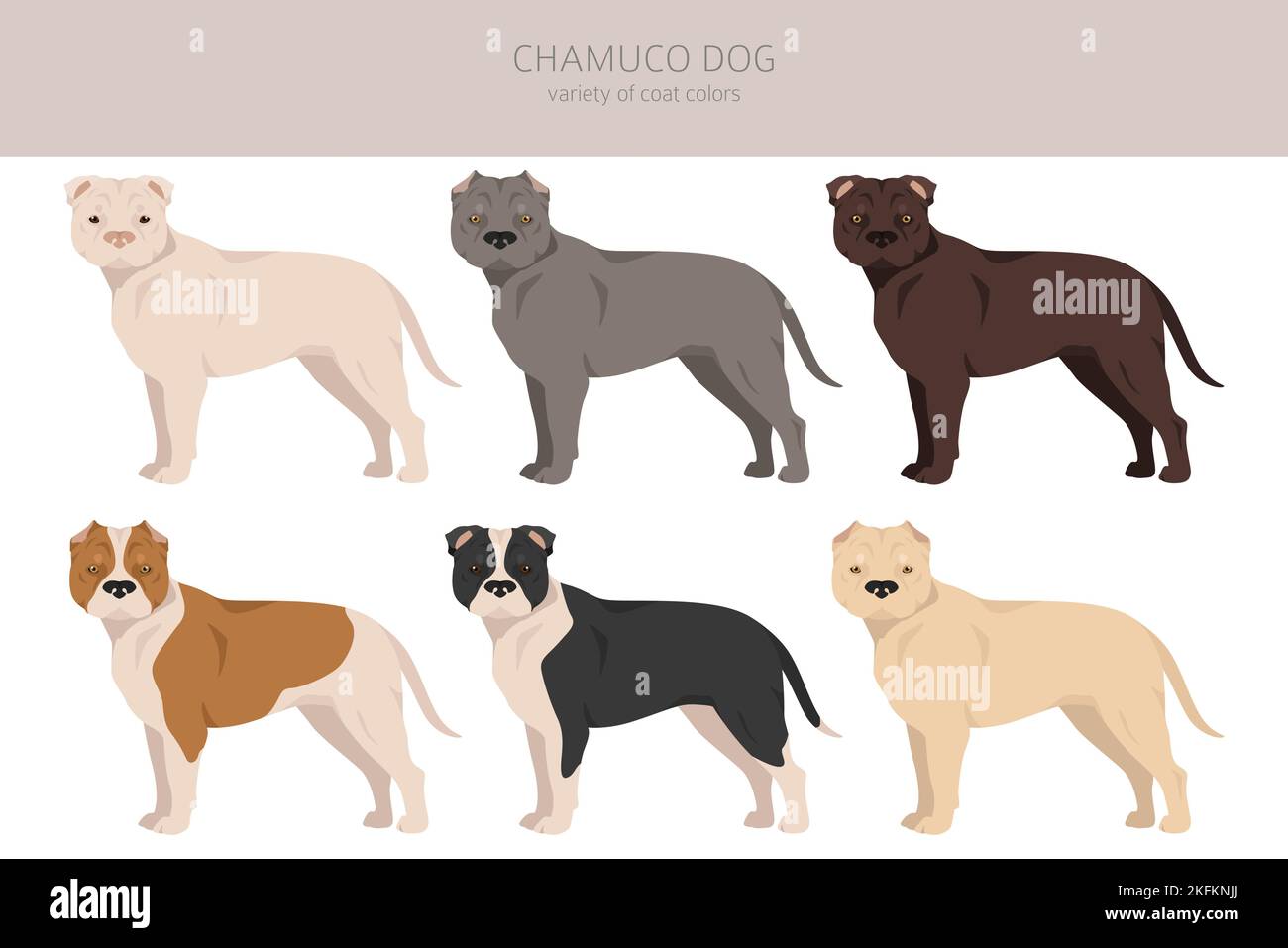 Griffe de chien Chamuco. Différentes poses, ensemble de couleurs de pelage. Illustration vectorielle Illustration de Vecteur
