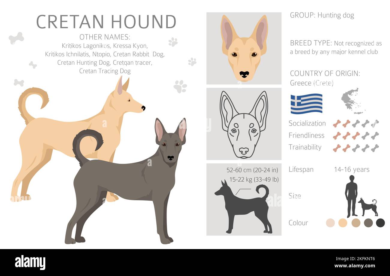 Chien crétois. Différentes poses, ensemble de couleurs de pelage. Illustration vectorielle Illustration de Vecteur