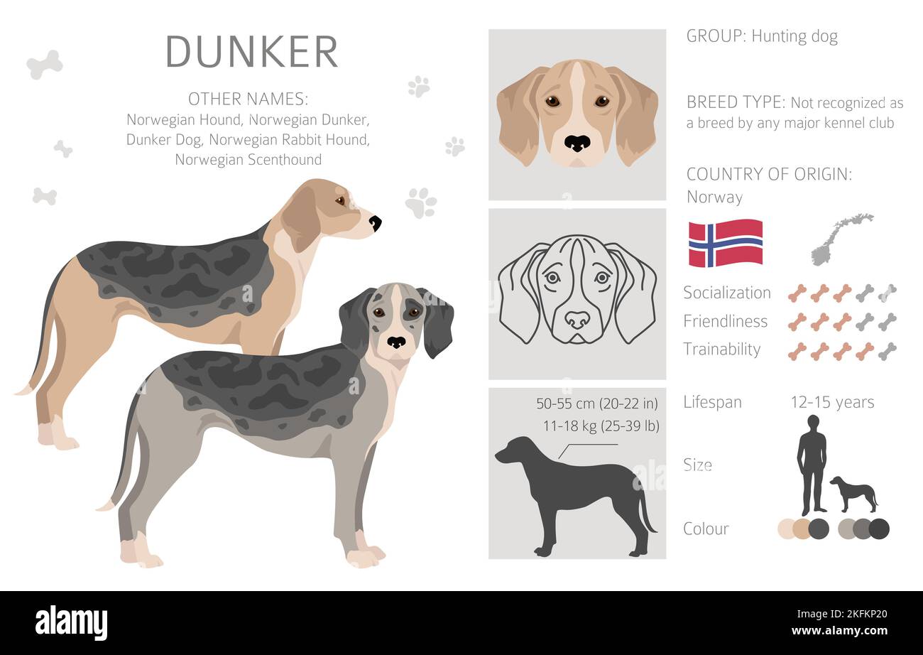 Dunker clipart. Différentes poses, ensemble de couleurs de pelage. Illustration vectorielle Illustration de Vecteur