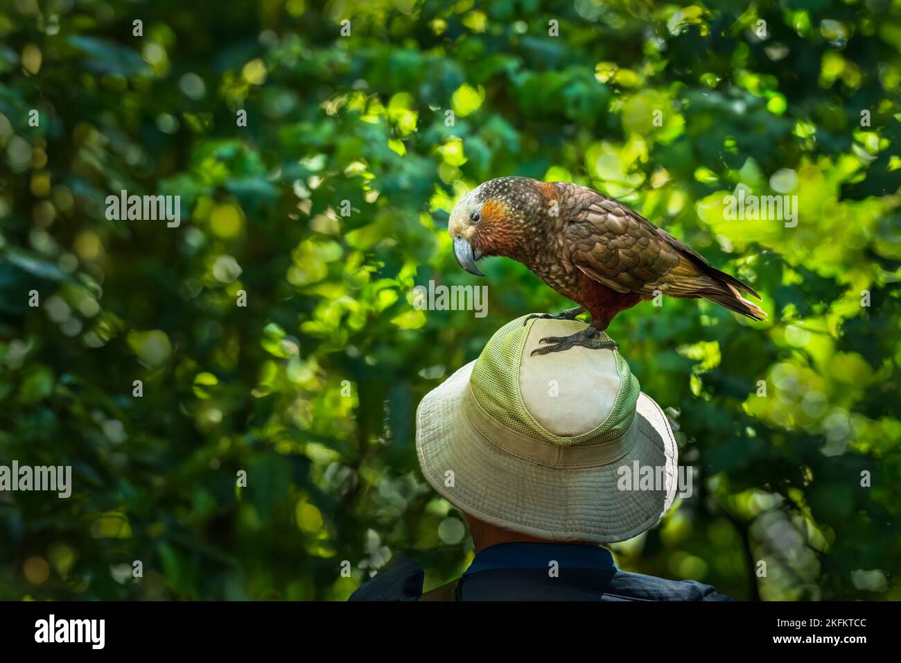 Kaka de Nouvelle-Zélande très gloueux, debout sur le chapeau d'un touriste. Île de Kapiti. Nouvelle-Zélande. Banque D'Images