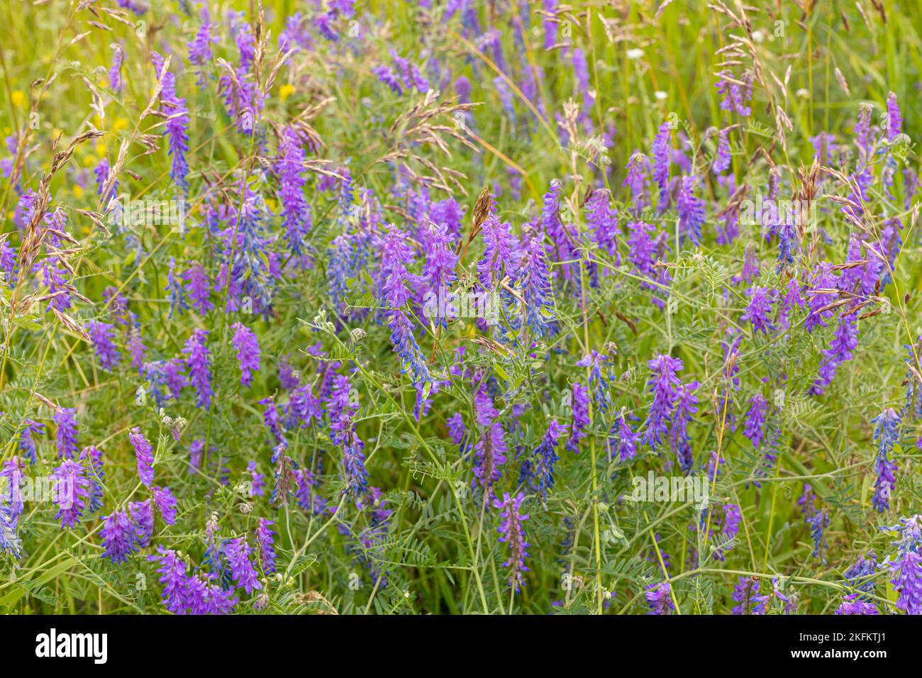 plante de pois de souris. Fleurs semblables à la lavande Banque D'Images