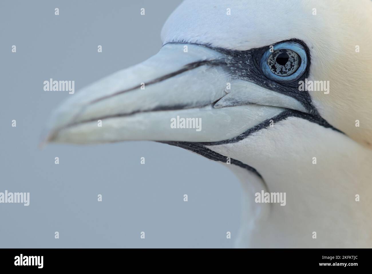 Portrait d'un adulte de la région du Grand Gannet (Morus bassanus) à Helgoland en Allemagne. Les yeux noirs indiquent l'infection par la grippe aviaire. Banque D'Images