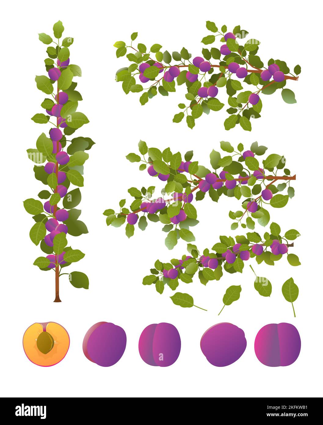 Ensemble de branches de prune aux fruits mûrs. Plante de jardin avec récolte comestible. Isolé sur fond blanc. Branche avec feuillage et feuilles. Vecteur. Illustration de Vecteur