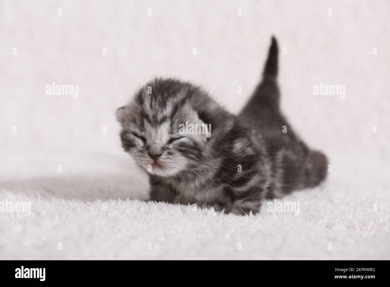 chaton de 7 jours Banque D'Images
