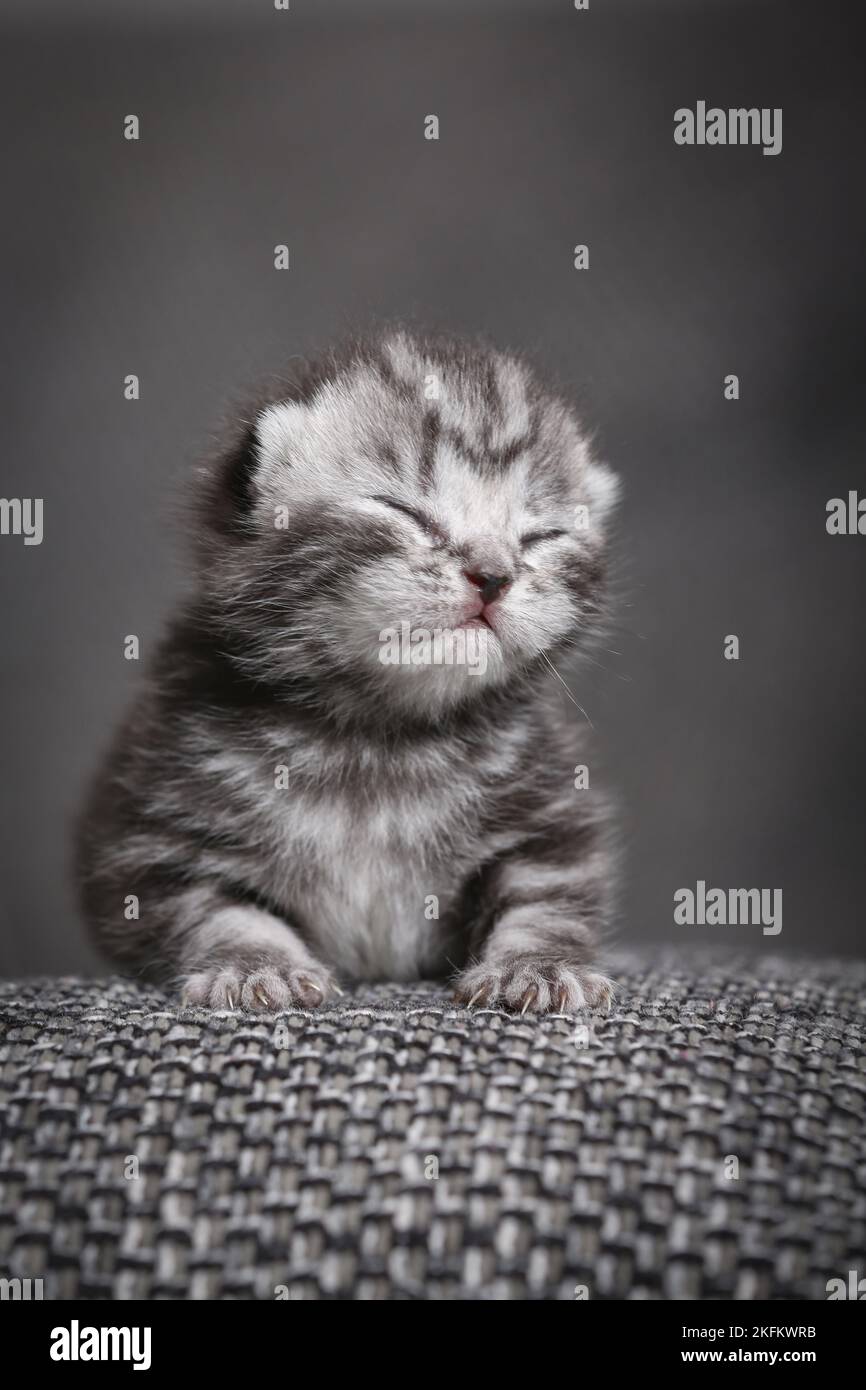 chaton de 7 jours Banque D'Images