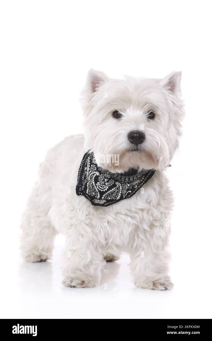 L'article West Highland White Terrier Banque D'Images