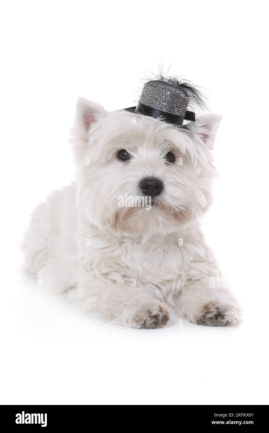 Lying West Highland White Terrier Banque D'Images