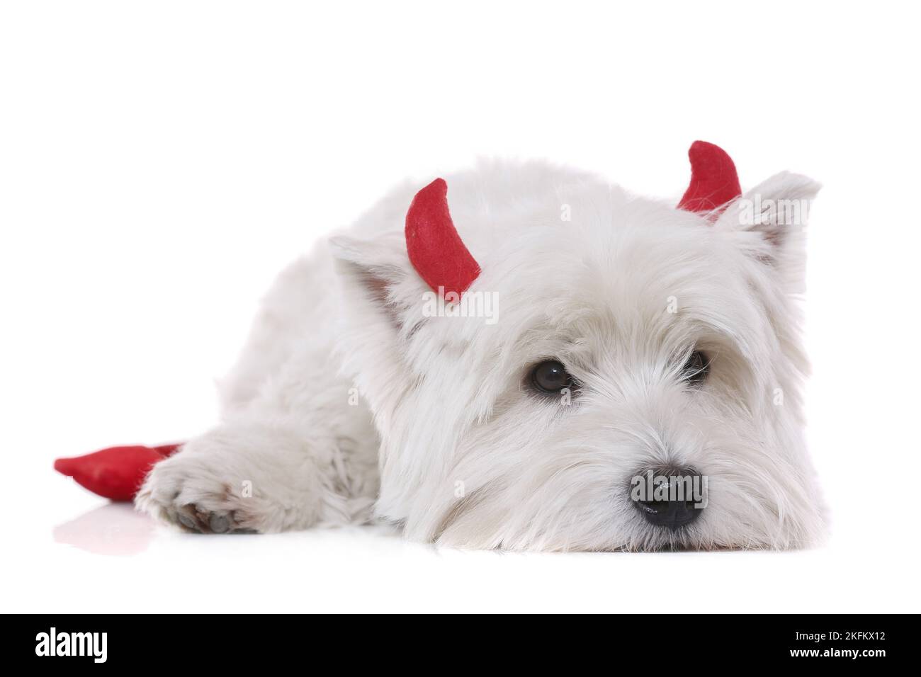 Lying West Highland White Terrier Banque D'Images