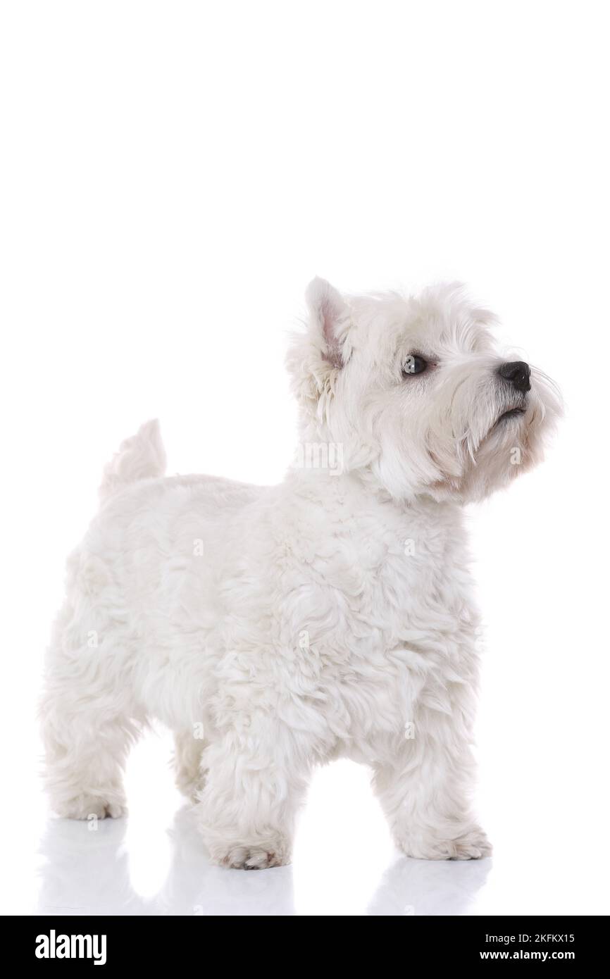 L'article West Highland White Terrier Banque D'Images