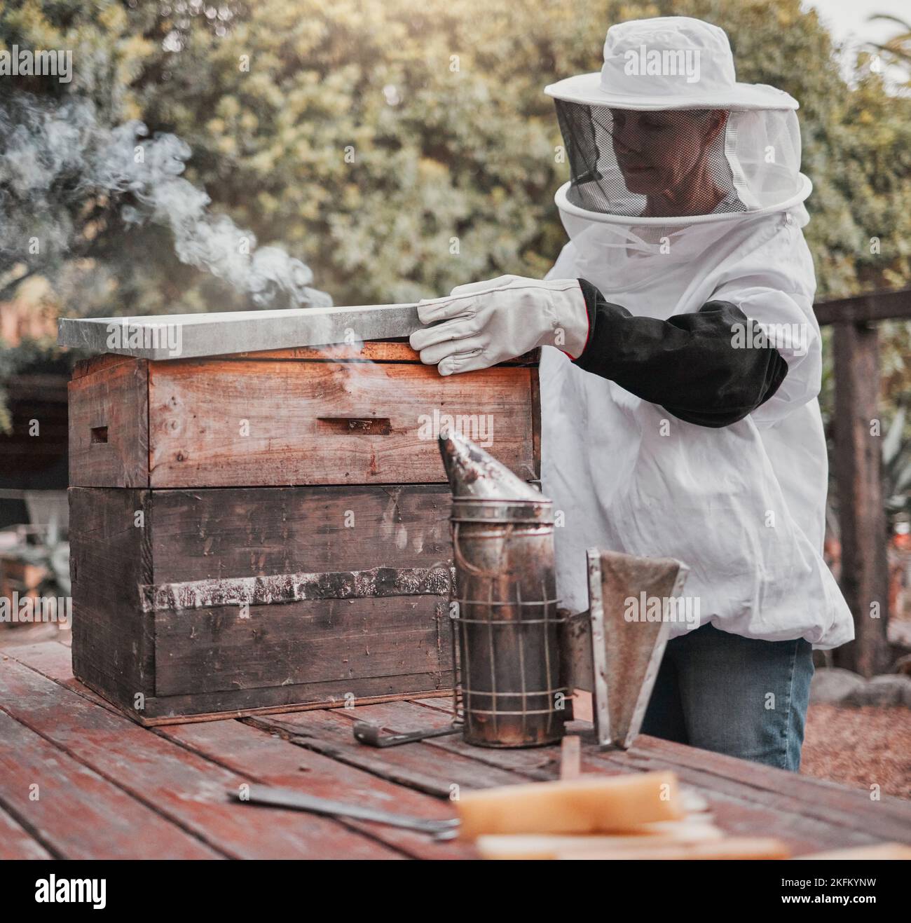 Inspection de la culture du miel, du nid d'abeille et de la ruche de bois dans les élevages de boîtes, de apiculteur et d'agriculture agricole. Femme paysanne de beeeping travaillant en costume professionnel pour Banque D'Images