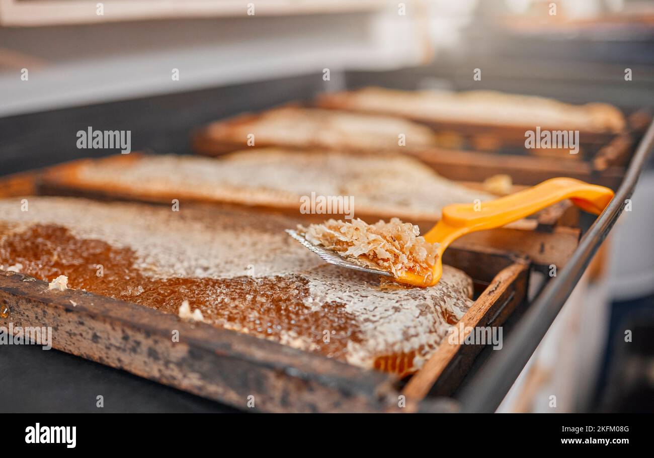 Miel, gros plan et cadre avec des outils de raclage pour l'apiculture, l'agriculture ou la production alimentaire en usine. Récolte, abeilles nid d'abeille ou atelier d'apiculture Banque D'Images