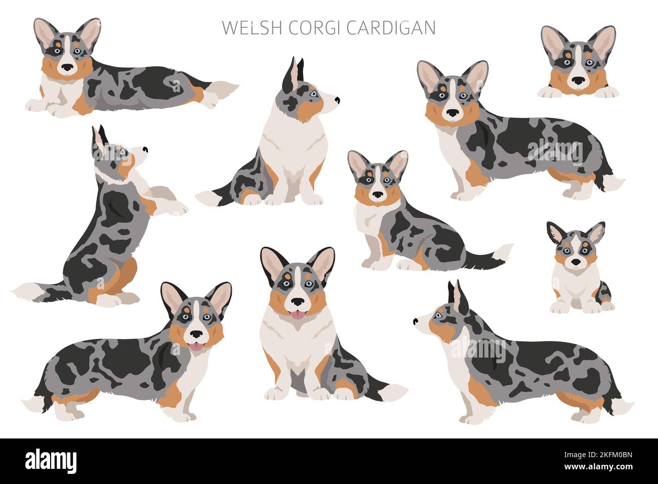 Gilet gallois de corgi clipart. Différentes poses, ensemble de couleurs de pelage. Illustration vectorielle Illustration de Vecteur
