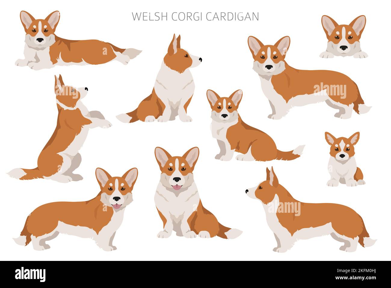 Gilet gallois de corgi clipart. Différentes poses, ensemble de couleurs de pelage. Illustration vectorielle Illustration de Vecteur