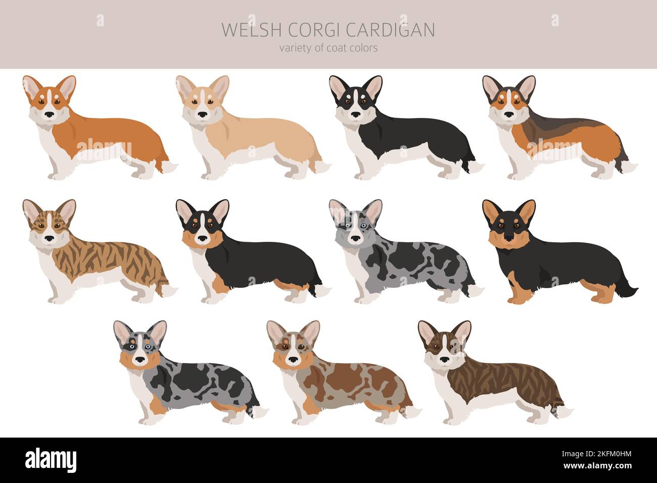 Gilet gallois de corgi clipart. Différentes poses, ensemble de couleurs de pelage. Illustration vectorielle Illustration de Vecteur