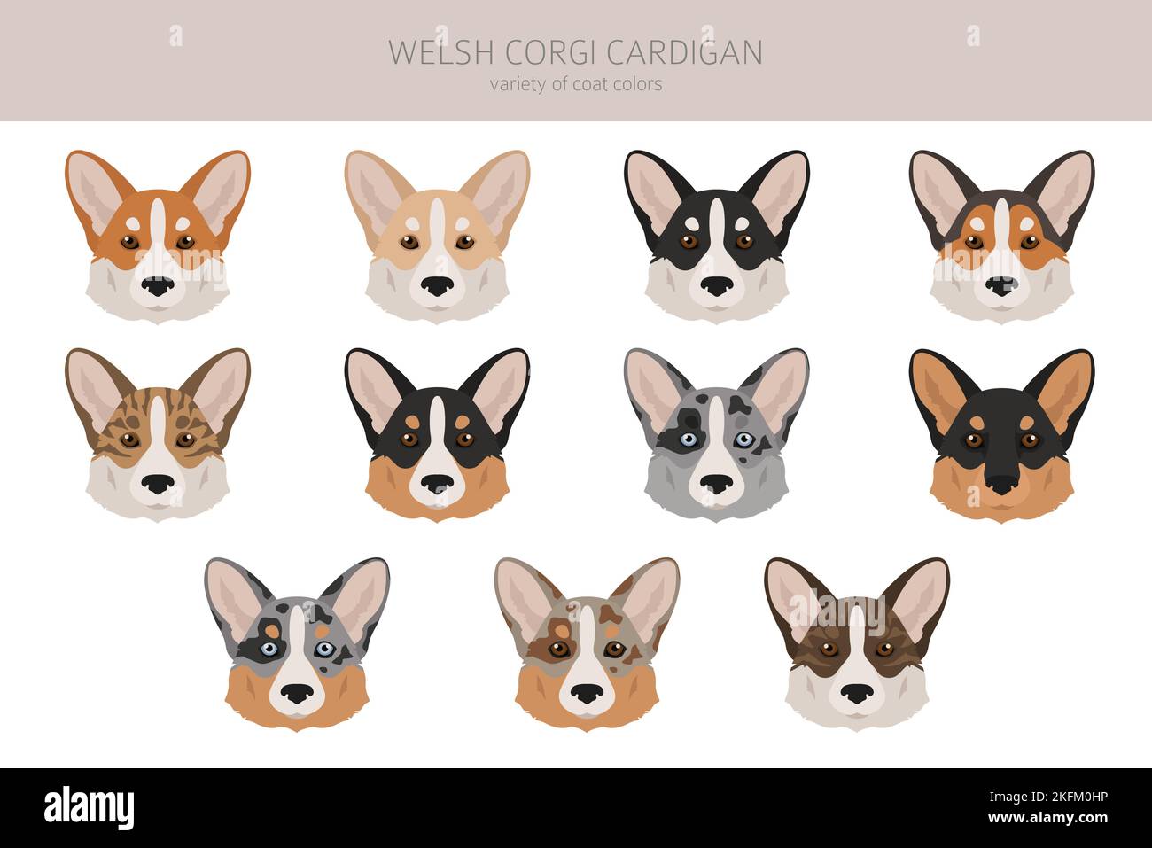 Gilet gallois de corgi clipart. Différentes poses, ensemble de couleurs de pelage. Illustration vectorielle Illustration de Vecteur
