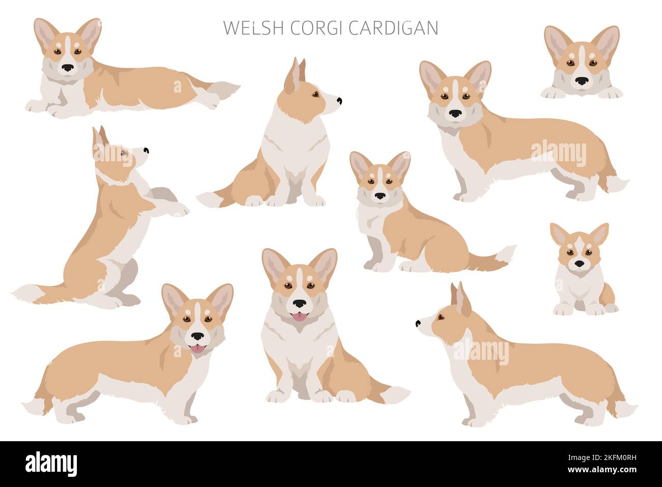 Gilet gallois de corgi clipart. Différentes poses, ensemble de couleurs de pelage. Illustration vectorielle Illustration de Vecteur