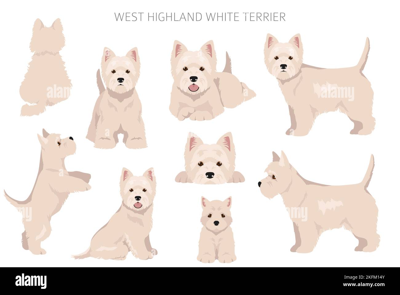 West Highland White Terrier clipart. Différentes poses, ensemble de couleurs de pelage. Illustration vectorielle Illustration de Vecteur