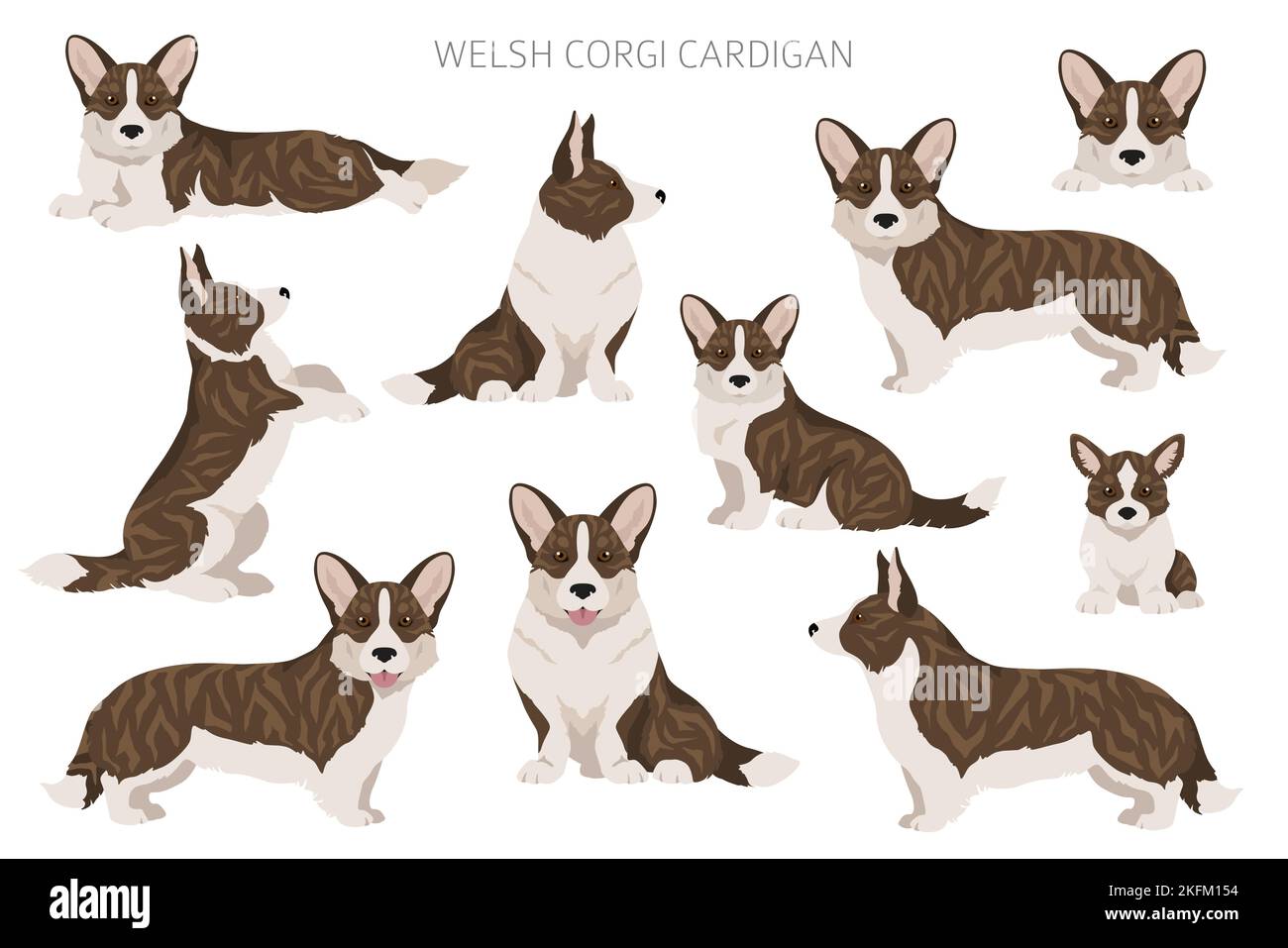 Gilet gallois de corgi clipart. Différentes poses, ensemble de couleurs de pelage. Illustration vectorielle Illustration de Vecteur