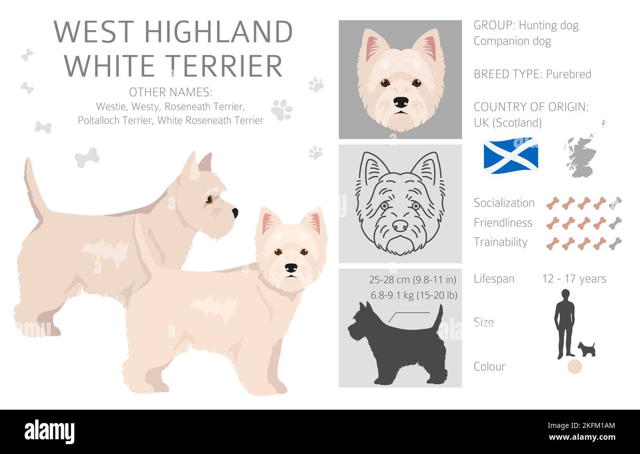 West Highland White Terrier clipart. Différentes poses, ensemble de couleurs de pelage. Illustration vectorielle Illustration de Vecteur
