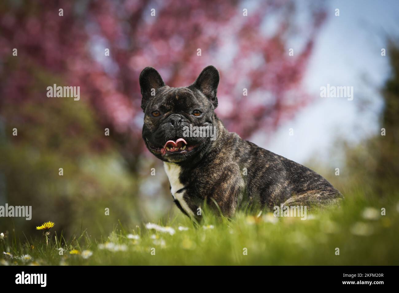 Bouledogue Français assis Banque D'Images