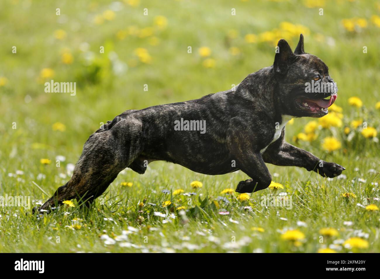 L'exécution de Bouledogue Français Banque D'Images