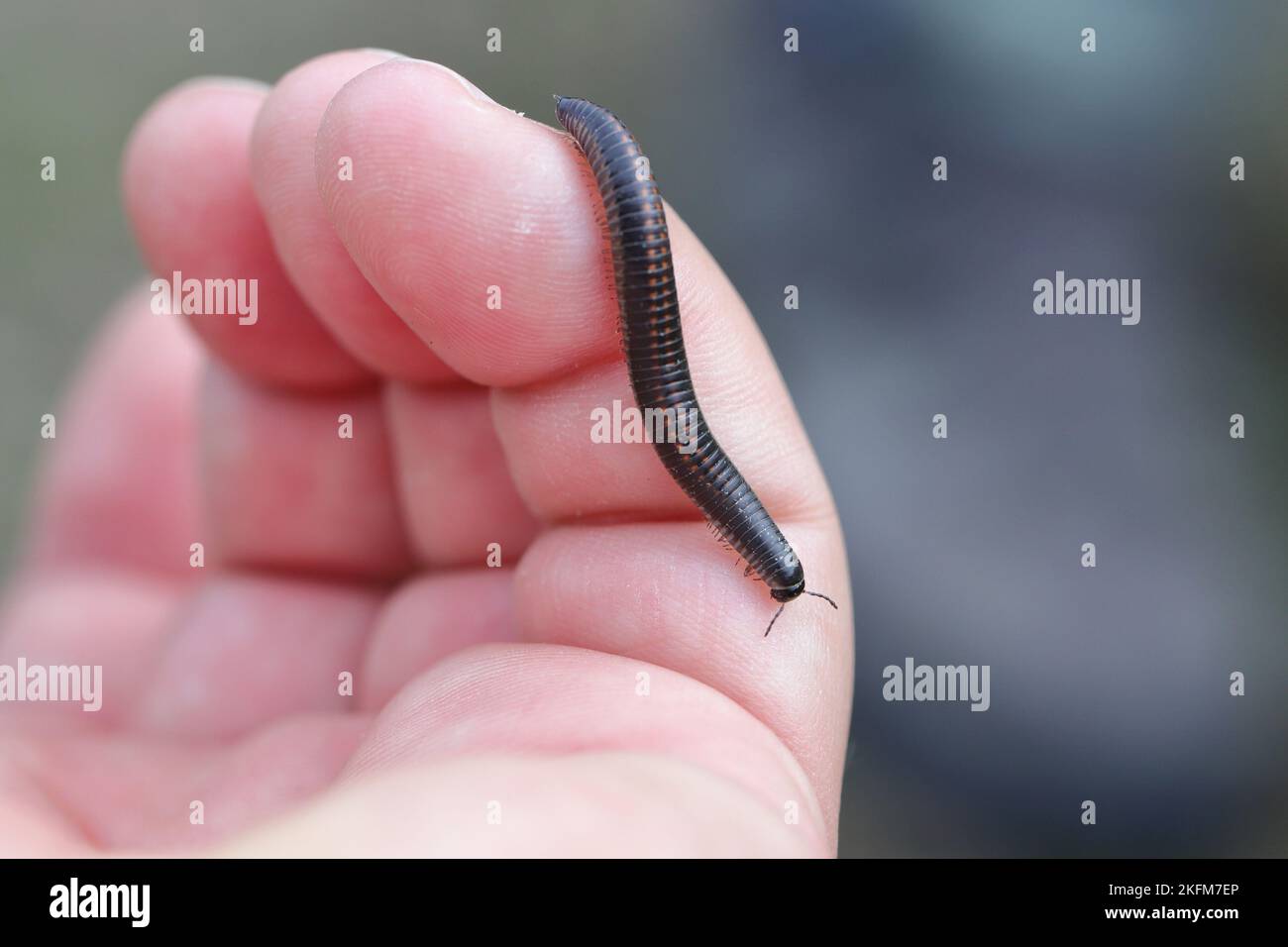 Ommatoiulus sabulosus, également connu sous le nom de millipede rayé, est un millipede européen de la famille des Julidae. Banque D'Images