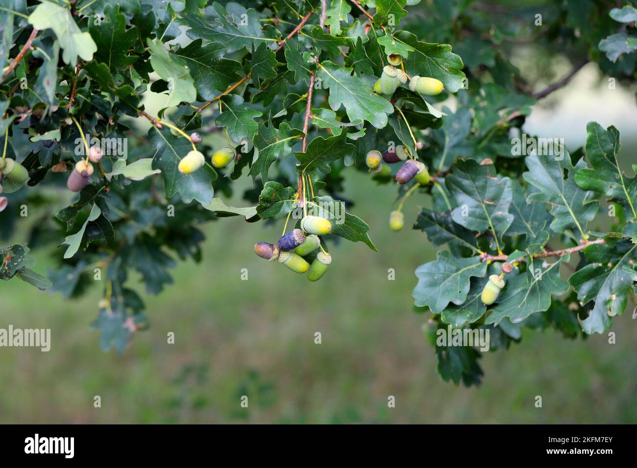 Acorns de chêne anglais (Quercus robur) au début de l'automne. Banque D'Images