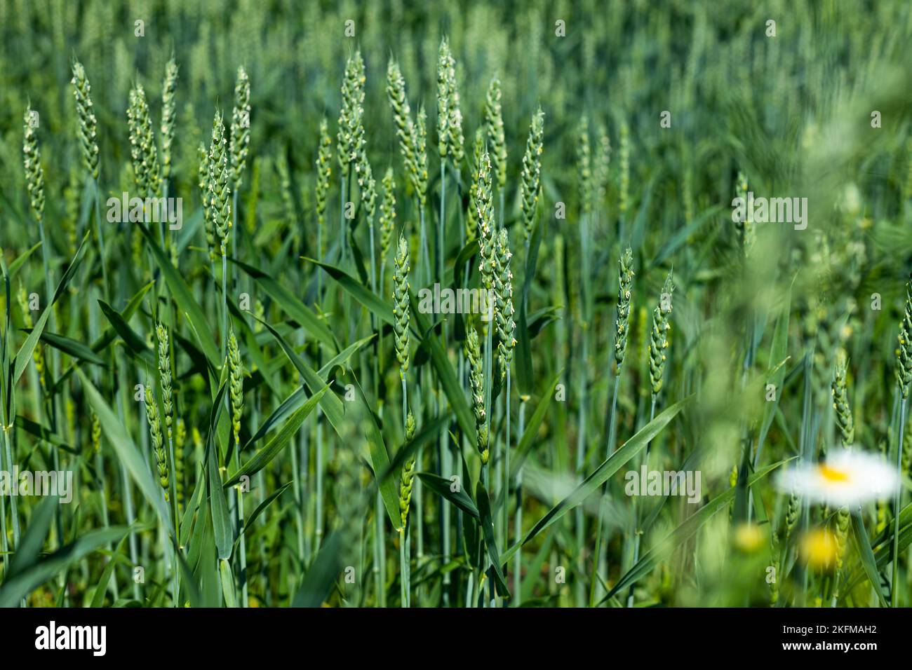 Épis verts de blé sur le terrain, agriculture naturelle utile, le concept de nourriture saine sans pistides. Banque D'Images