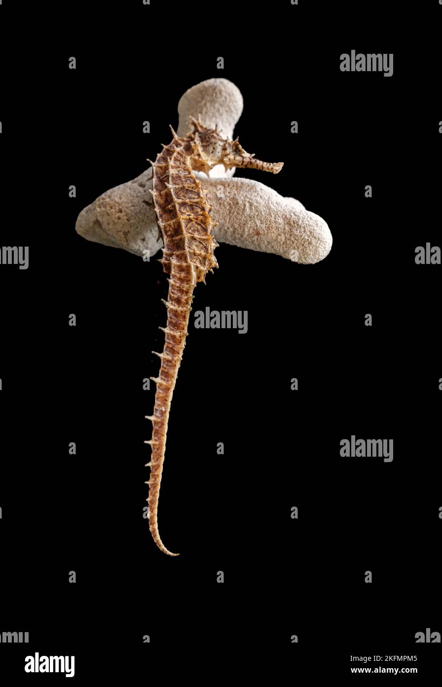 Gros plan d'un hippocampe sur une pierre isolée sur un fond noir Banque D'Images