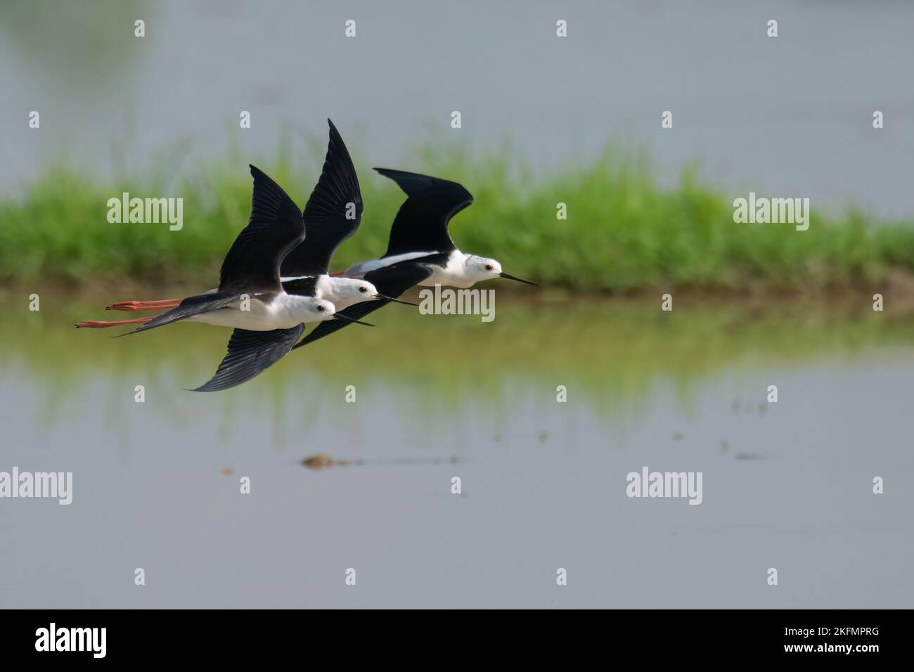 Adulte trois stilts à ailes noires volant au-dessus du champ de riz avant récolte Banque D'Images