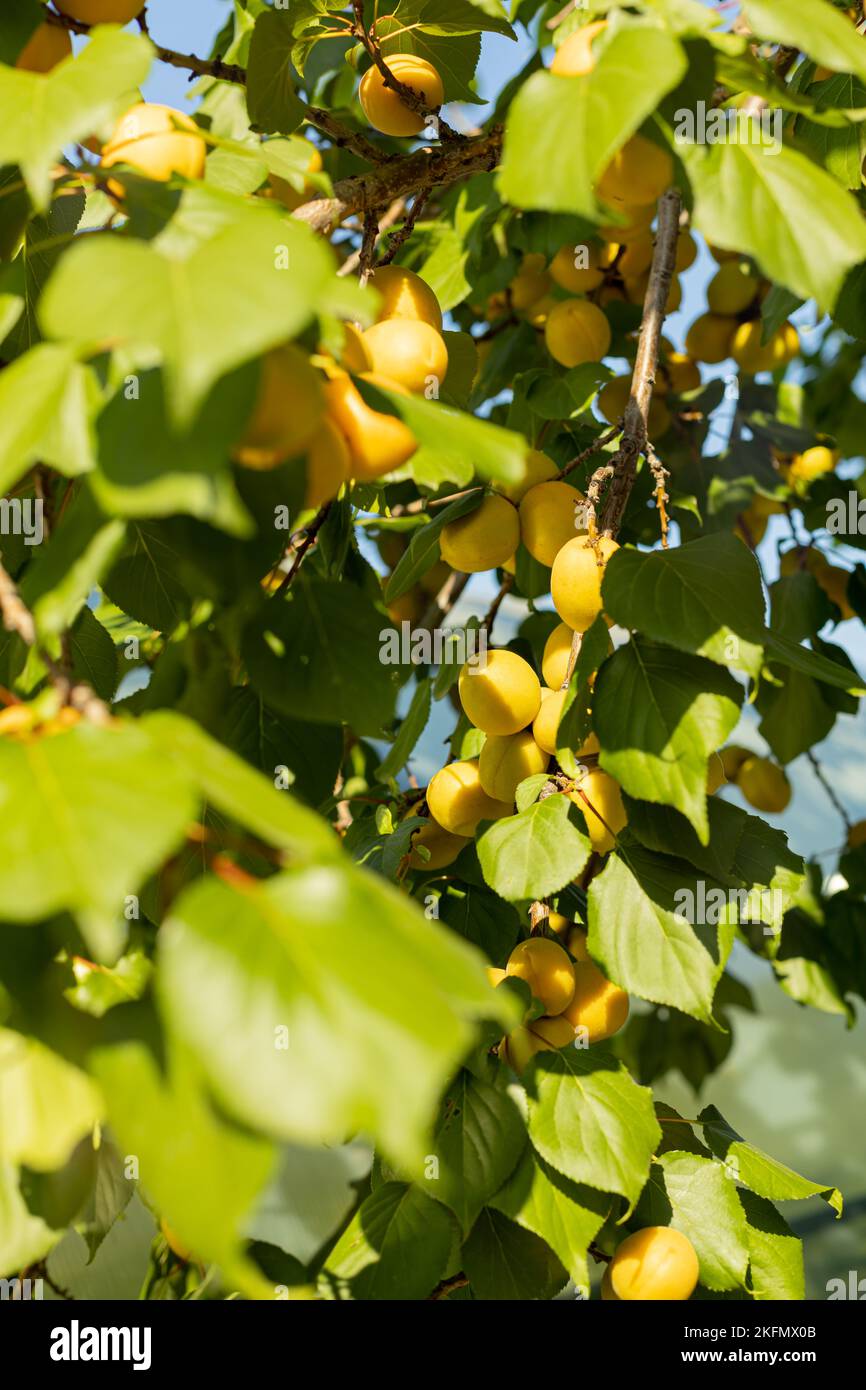 un abricot jaune mûr sur un arbre sur un fond de feuilles vertes délicates avec un fond flou. un produit naturel pour un bon esprit sain Banque D'Images