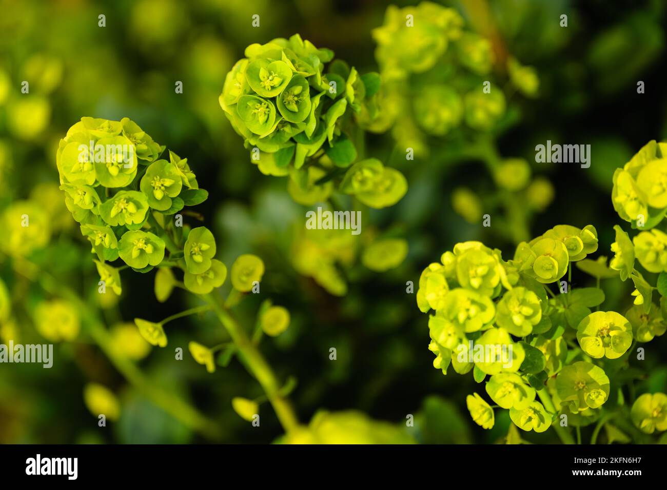 Un cliché sélectif de plantes germées au soleil vert jaunâtre dans le jardin au Royaume-Uni Banque D'Images Un cliché sélectif de plantes germées au soleil vert jaunâtre dans le jardin au Royaume-Uni Banque D'Images