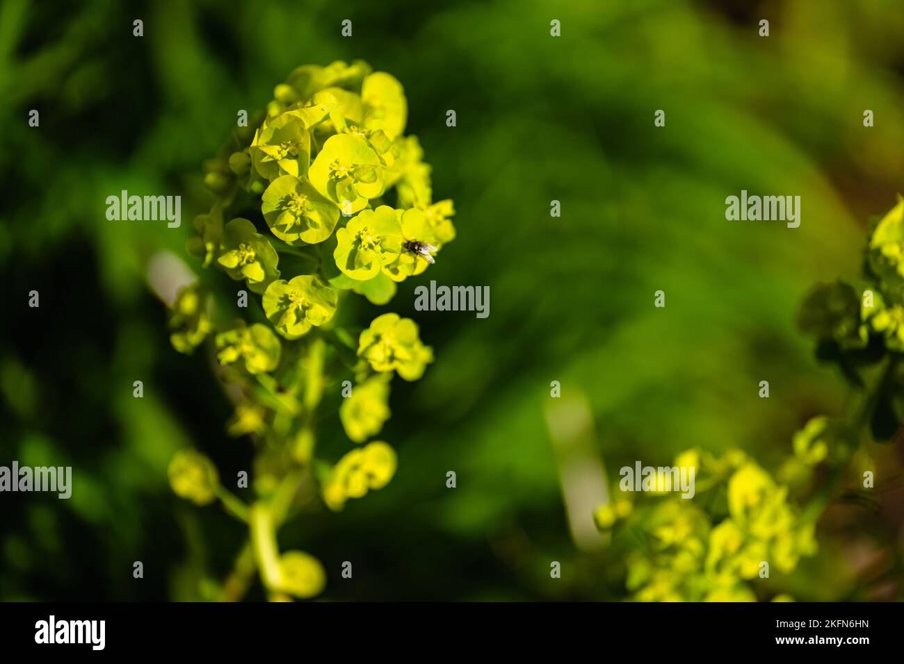 Un cliché sélectif d'un insecte sur des plantes germées au soleil vert jaunâtre dans le jardin au Royaume-Uni Banque D'Images Un cliché sélectif d'un insecte sur des plantes germées au soleil vert jaunâtre dans le jardin au Royaume-Uni Banque D'Images