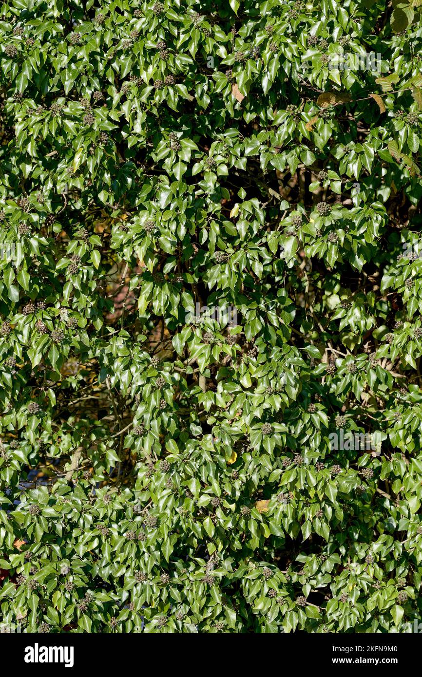 ivy (Hedera Helix) avec des fruits à Tree, Allemagne Banque D'Images