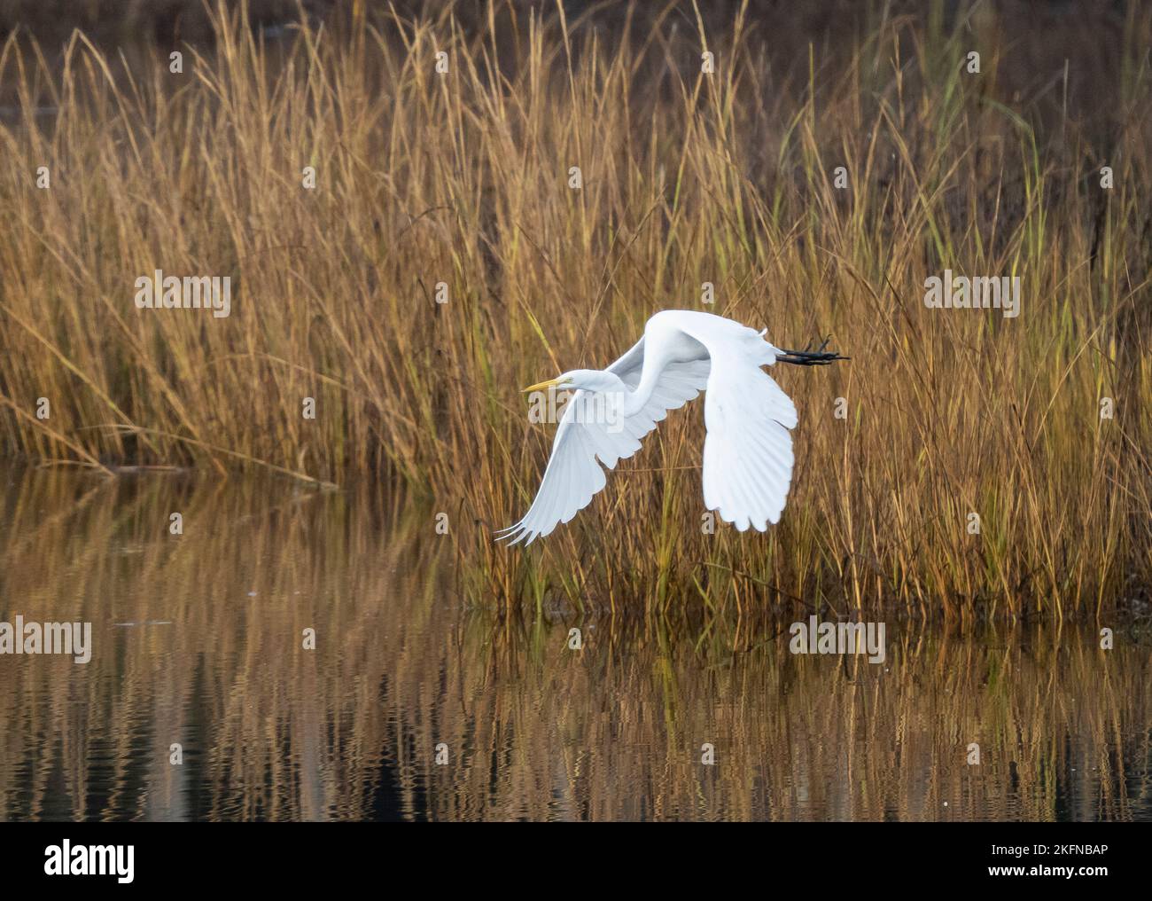 Grande Aigrette (Ardea alba) en vol Banque D'Images