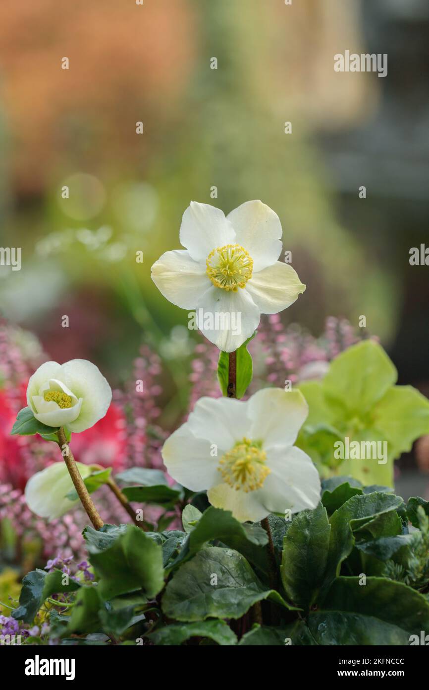 Roses de Noël (Helleborus niger). Banque D'Images