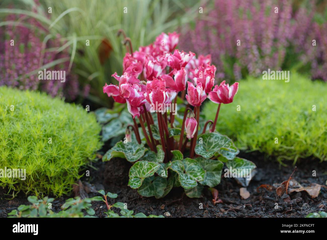 Fleurs de cyclamen rose et mousse en tant que décoration grave. Banque D'Images