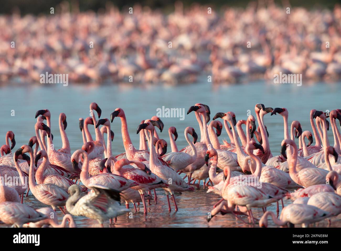 L'image du petit Flamingo (Phoeniconaias minor) a été prise à Porbander, Gujarat, Inde Banque D'Images
