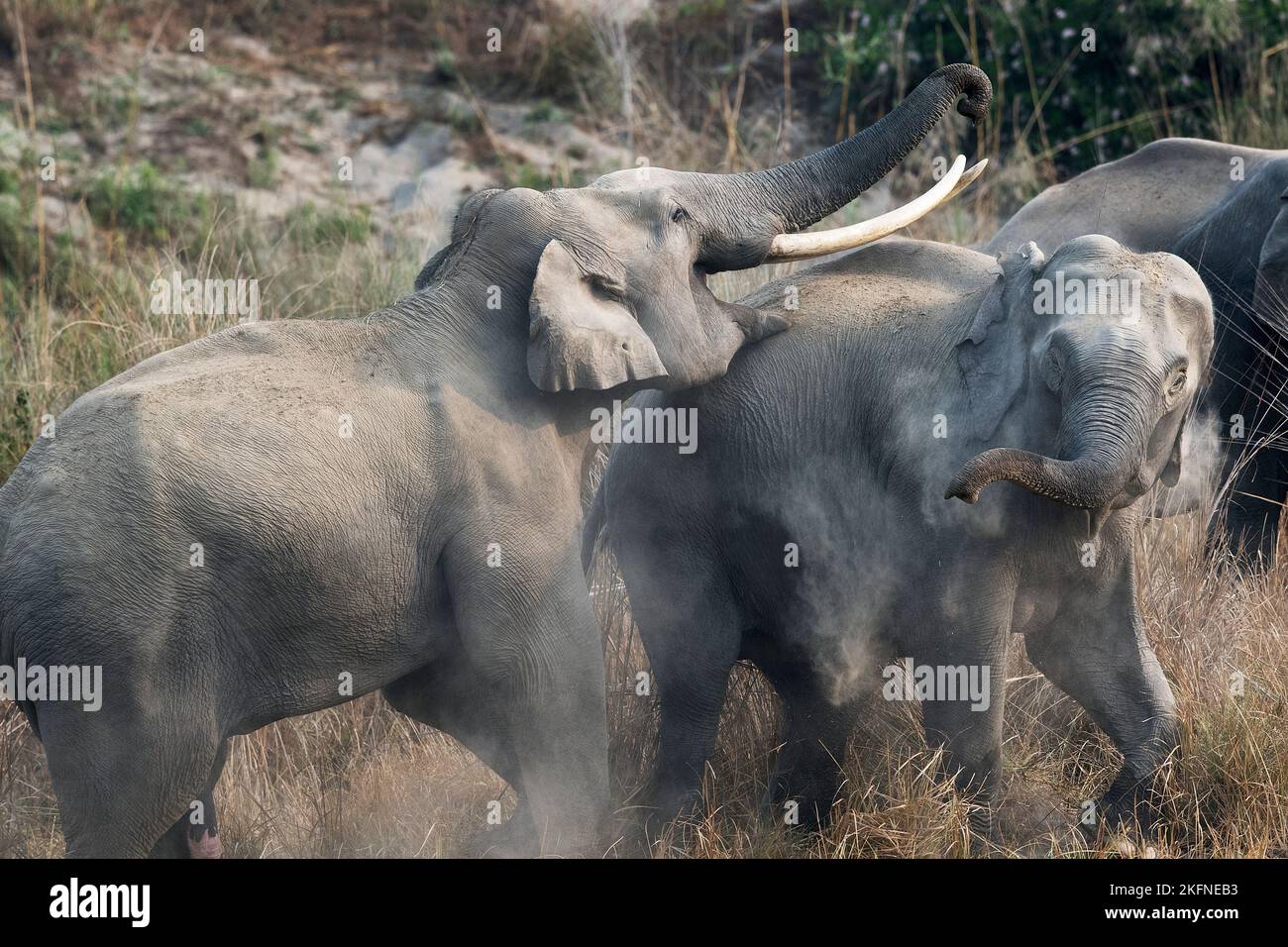 L'image de l'éléphant d'Asie (Elepha maximus) ws prise dans le parc national de Corbett, en Inde Banque D'Images