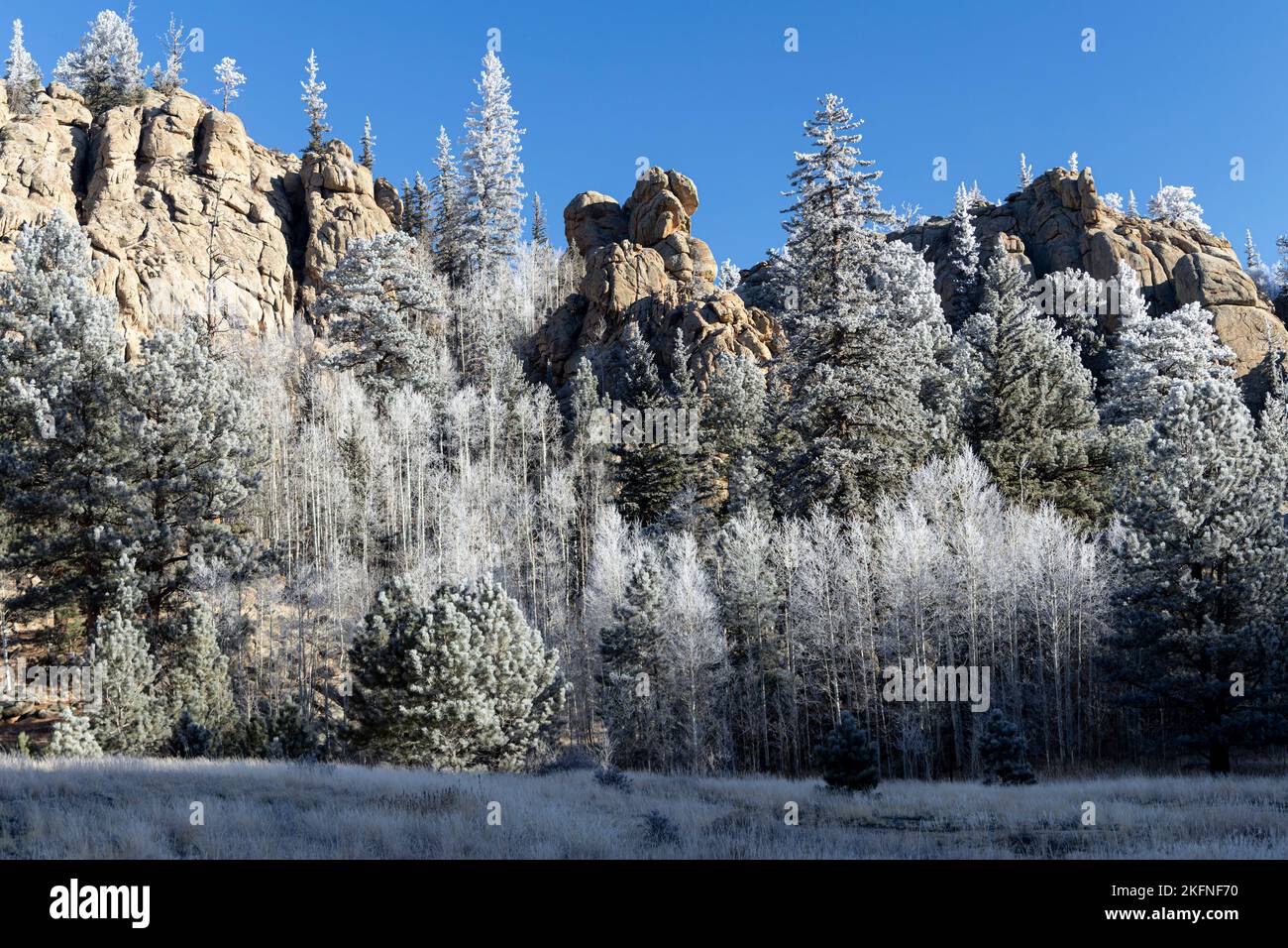 Le brouillard a laissé derrière une belle couverture de gel sur les trembles de Eleven Mile Canyon Banque D'Images