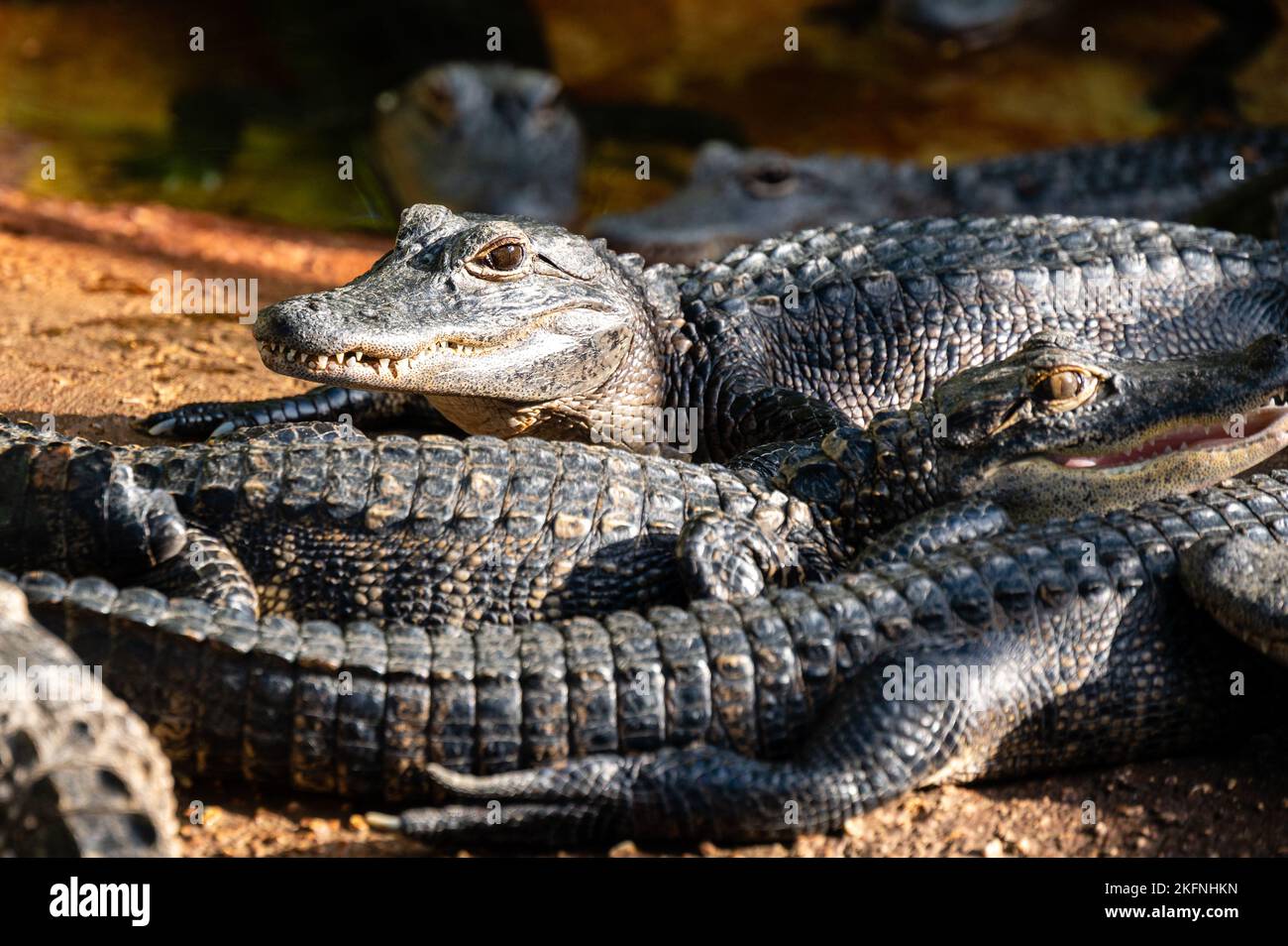 Bébé crocodiles se reposant ensemble sur une ferme Banque D'Images