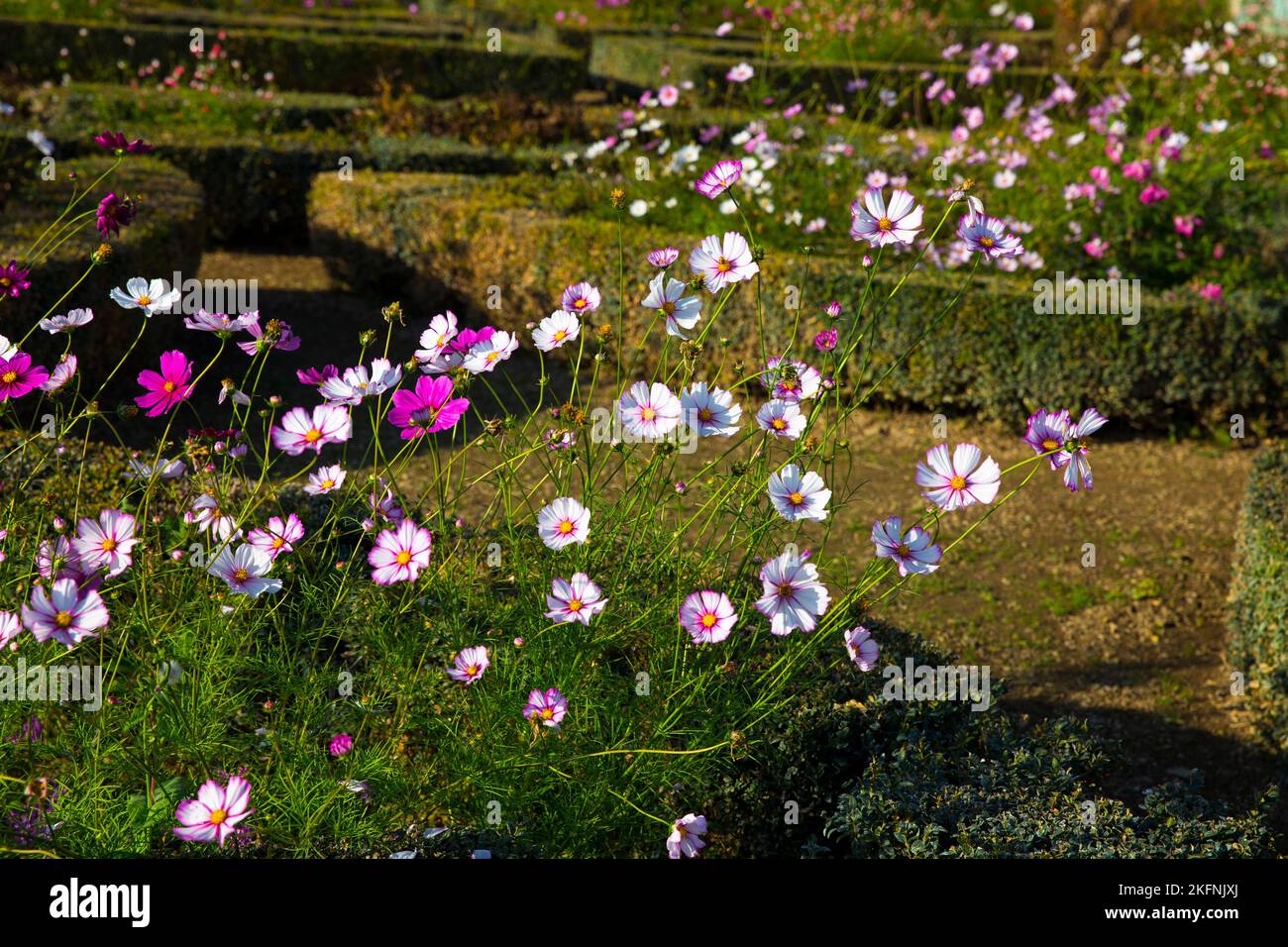 Fleurs de COSMOS dans les jardins de Boboli (italien : Giardino di Boboli) Banque D'Images
