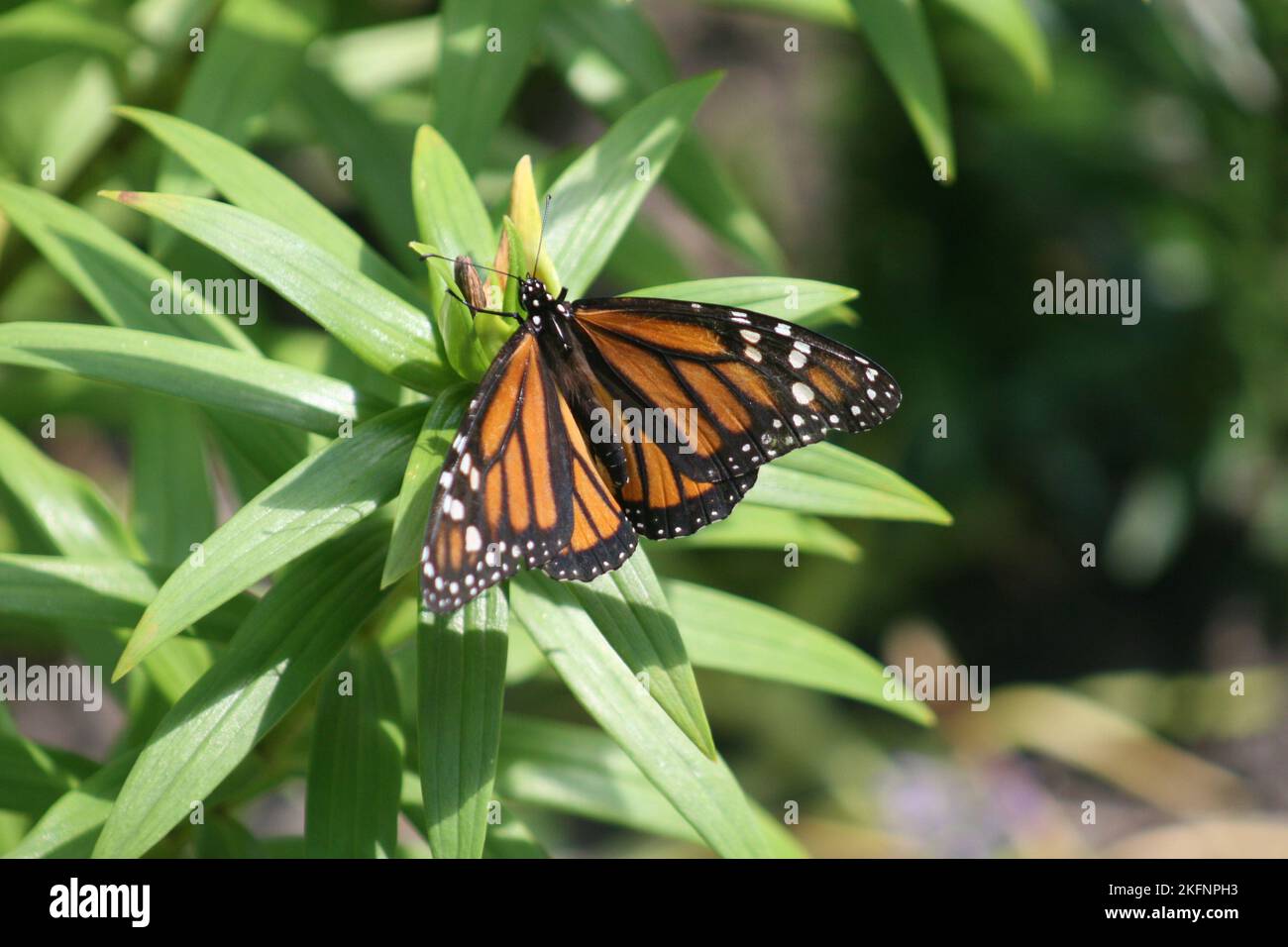 Monarch Butterfly à Lake Bluff, Illinois, États-Unis Banque D'Images