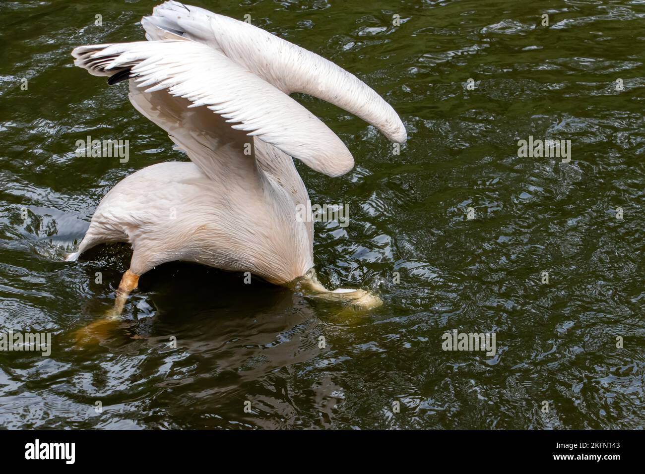 Le grand pélican blanc (Pelecanus onocrotalus) plonge sur l'eau Banque D'Images